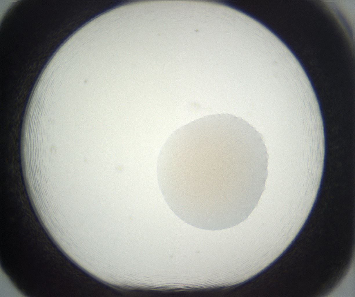 folderID382_plateID3382_batchID19661_wellNum65_profileID1_d1_r299347_ef.jpg