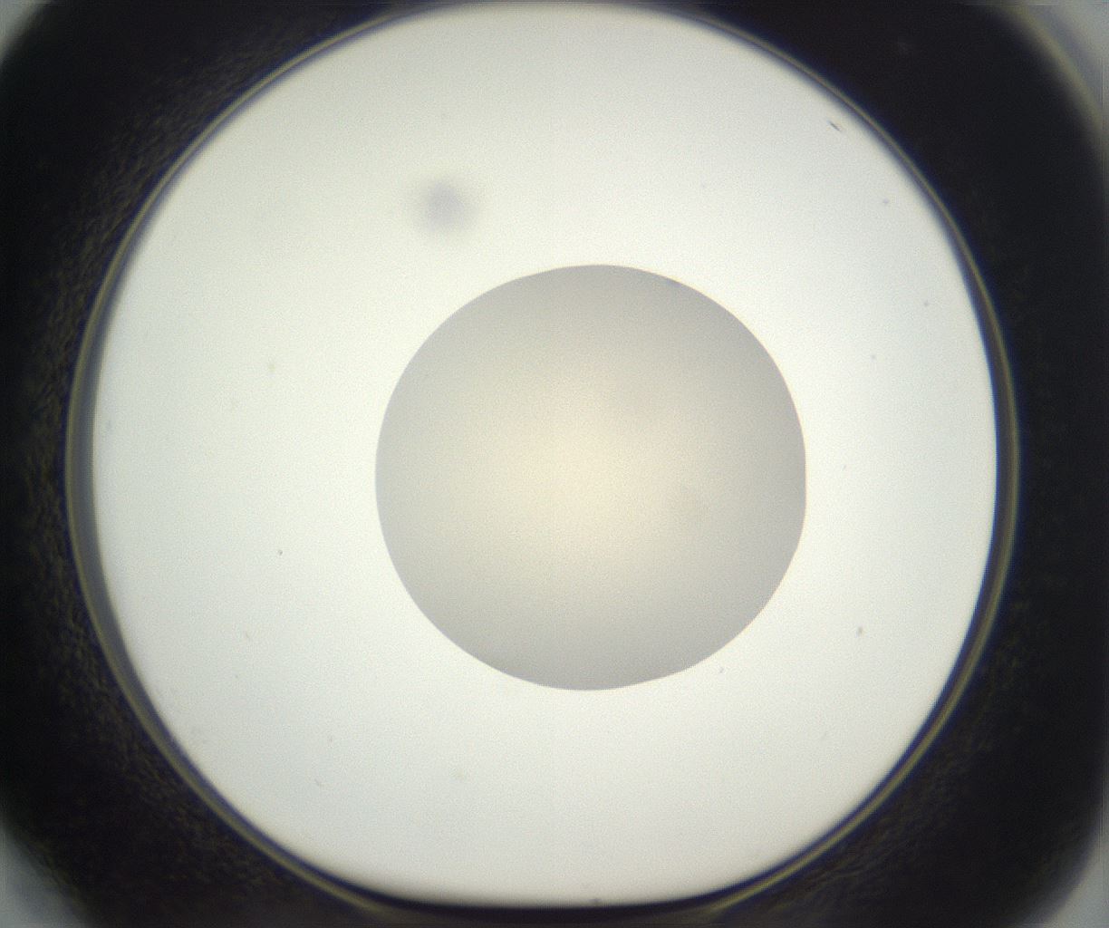 folderID383_plateID3383_batchID19958_wellNum64_profileID1_d1_r299538_ef.jpg