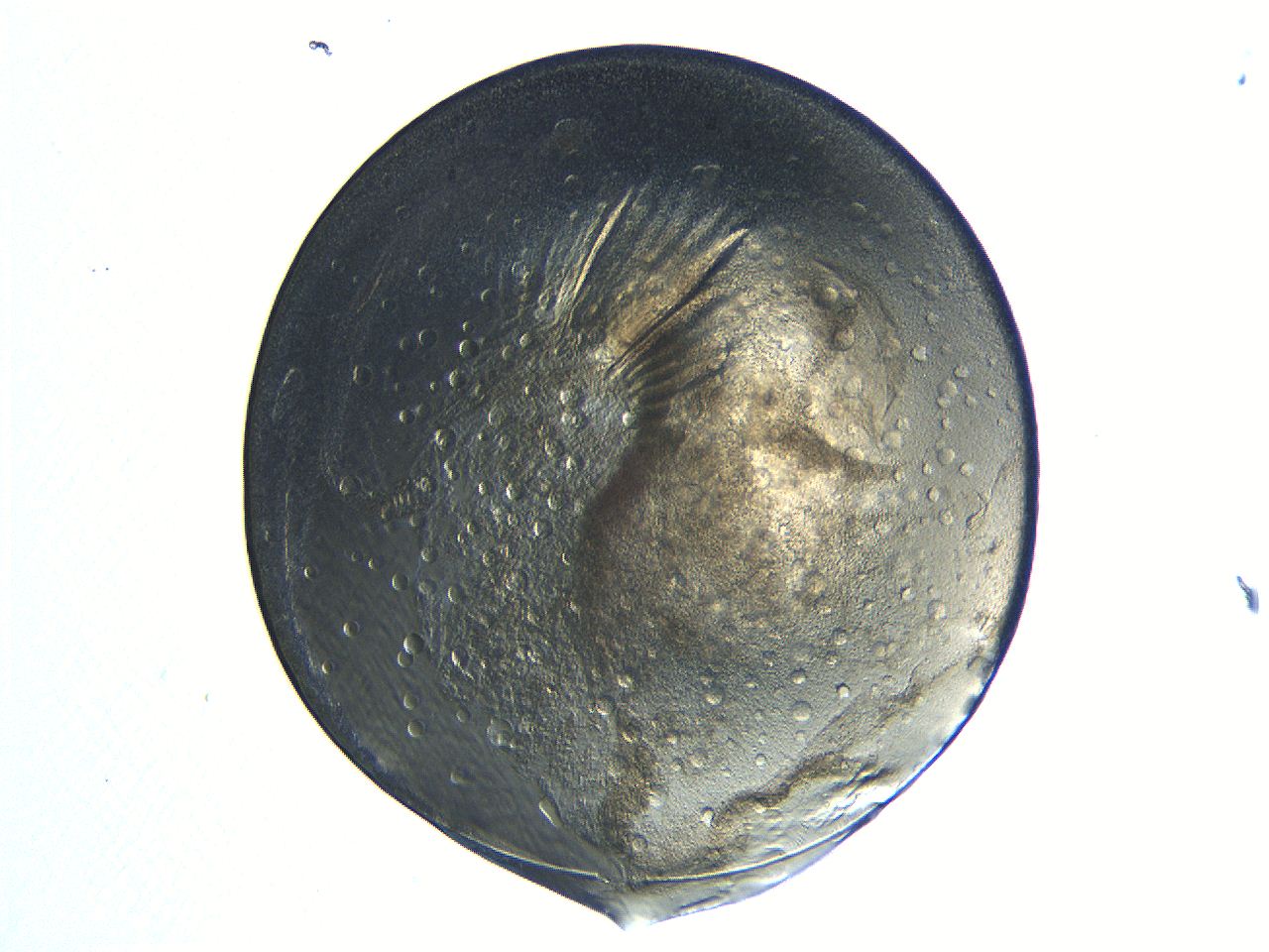 04i4_G5_ImagerDefaults_3.jpg