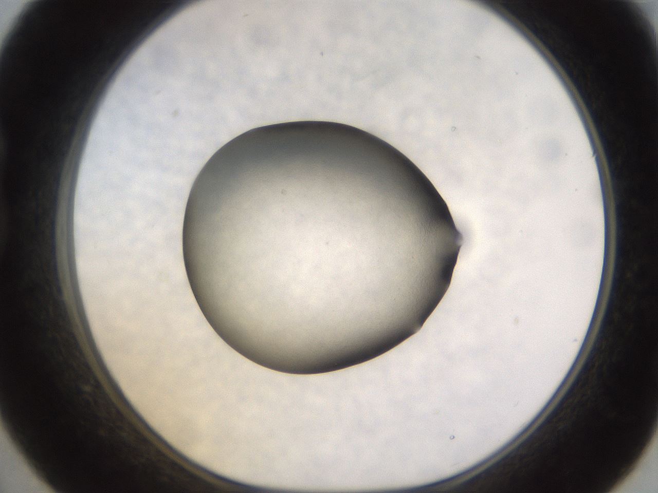 folderID395_plateID1395_batchID4980_wellNum21_profileID1_d1_r85670_ef.jpg