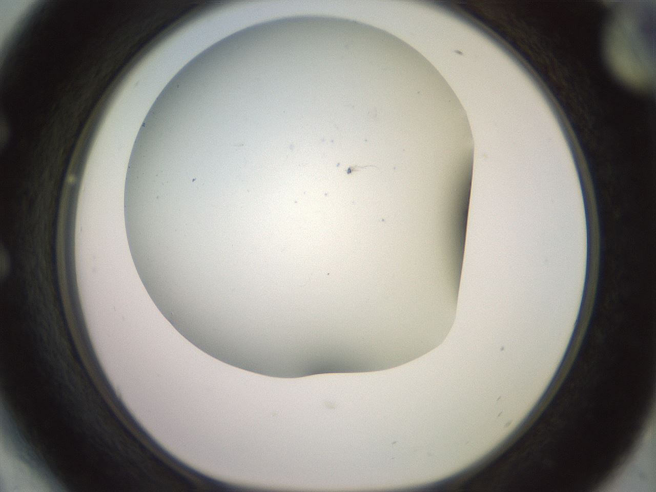folderID395_plateID3395_batchID20300_wellNum54_profileID1_d1_r301928_ef.jpg