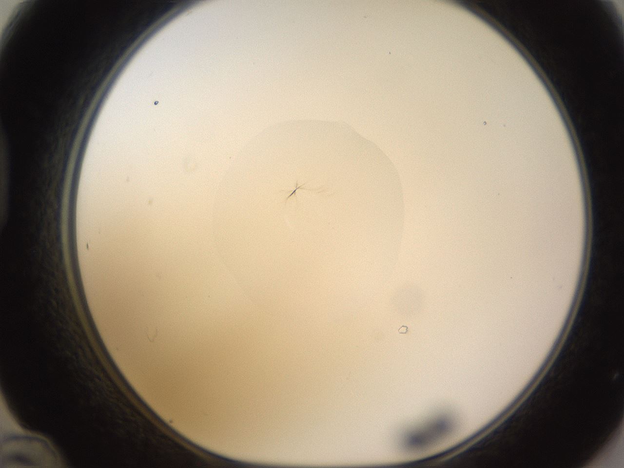 folderID403_plateID1403_batchID4978_wellNum48_profileID1_d1_r85505_ef.jpg