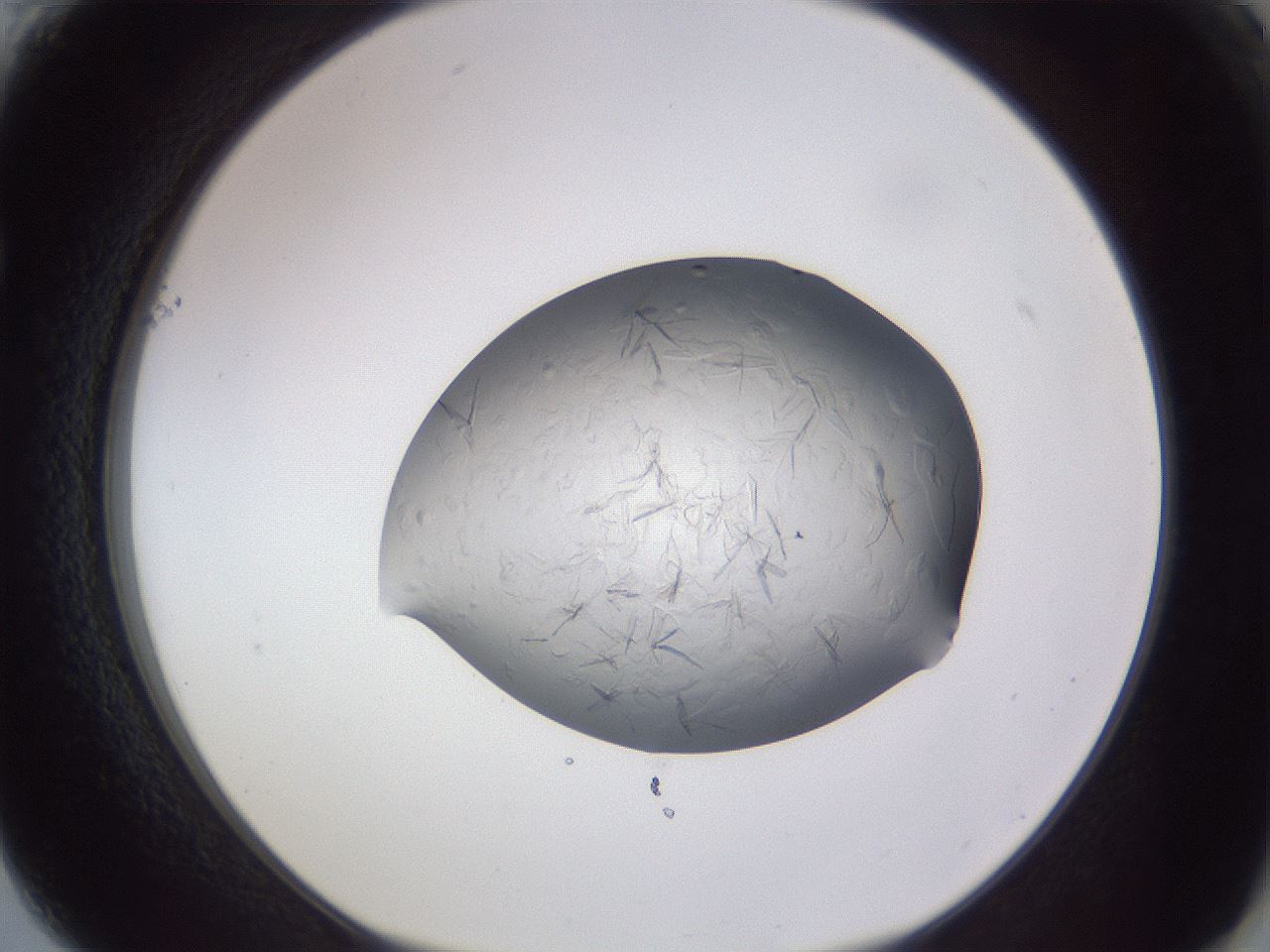 folderID405_plateID2405_batchID12144_wellNum61_profileID1_d1_r178267_ef.jpg
