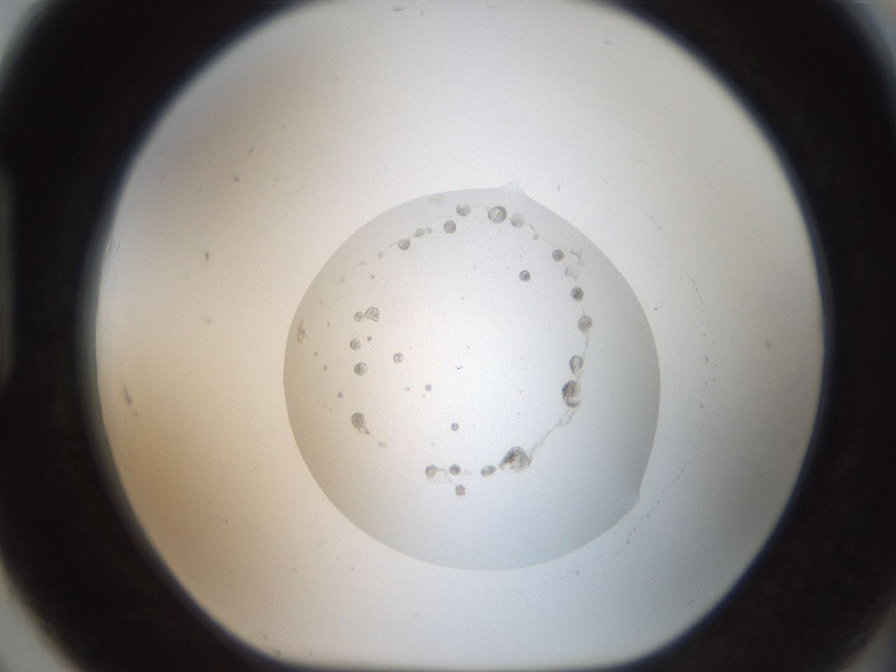 folderID408_plateID2408_batchID11403_wellNum91_profileID1_d1_r178711_ef.jpg