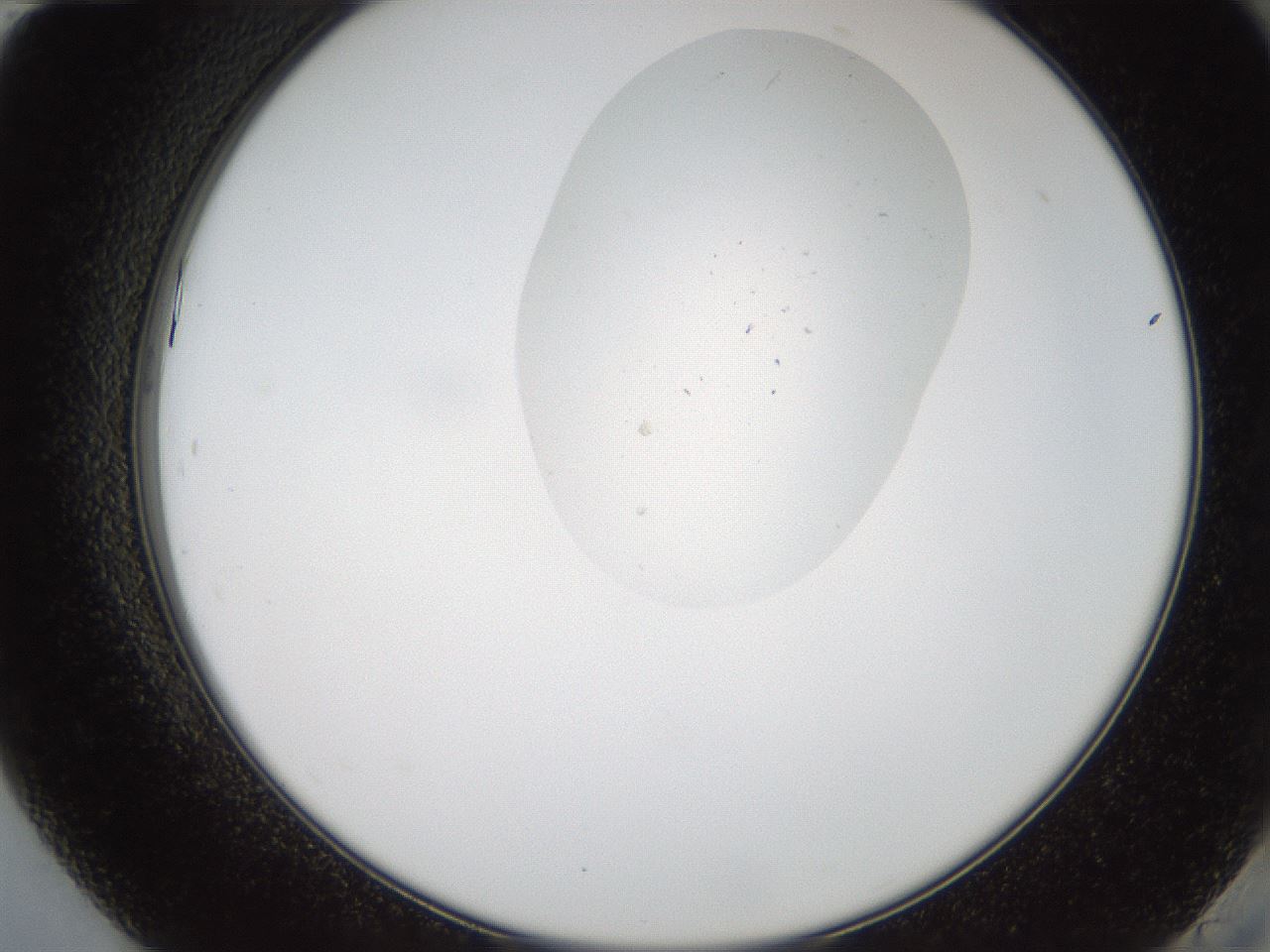 folderID408_plateID2408_batchID11838_wellNum84_profileID1_d2_r178698_ef.jpg