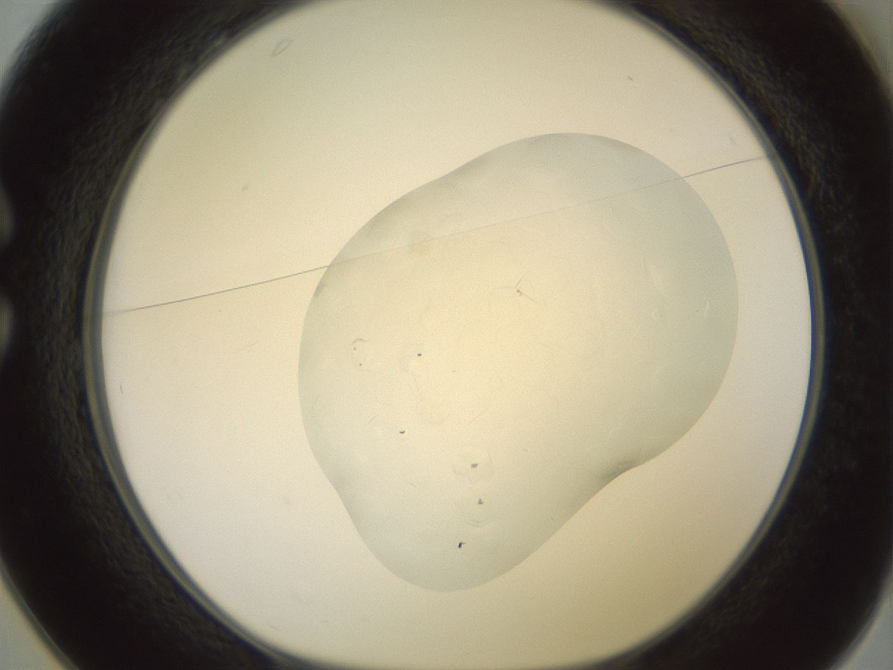 folderID413_plateID3413_batchID19867_wellNum25_profileID1_d1_r302778_ef.jpg