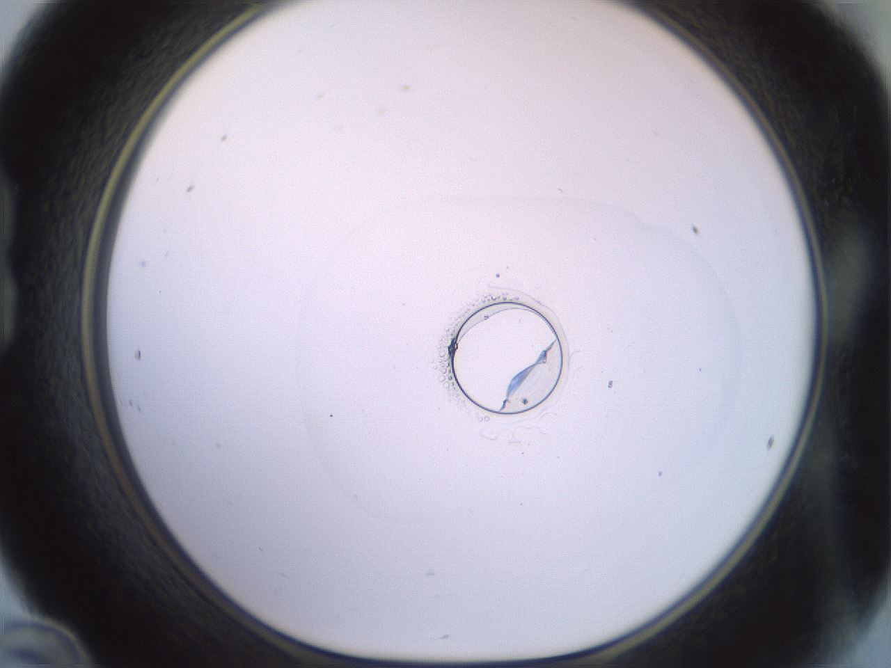 folderID414_plateID3414_batchID19921_wellNum24_profileID1_d1_r302969_ef.jpg