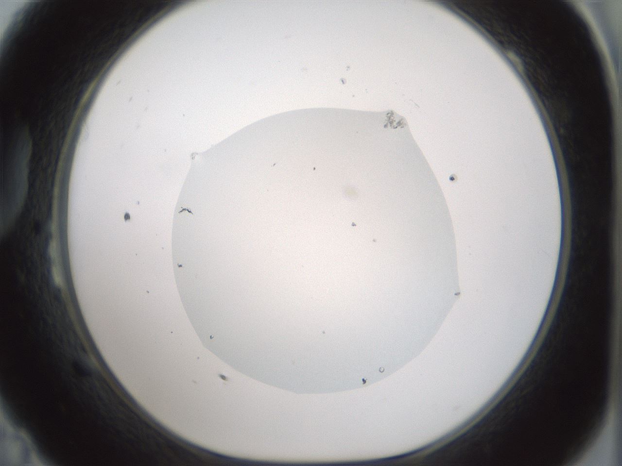folderID418_plateID1418_batchID5126_wellNum23_profileID1_d1_r87208_ef.jpg