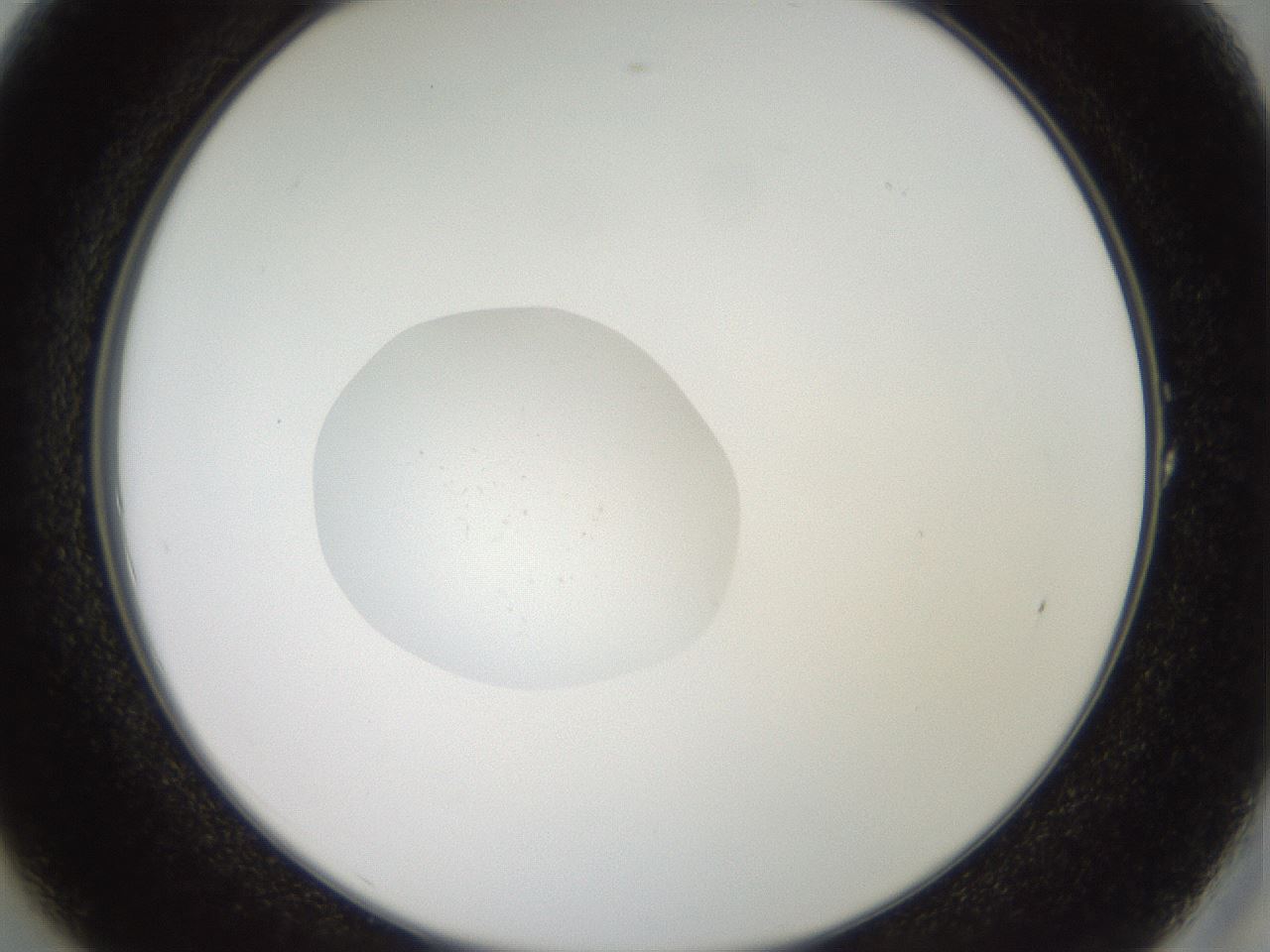 folderID41_plateID2041_batchID8901_wellNum1_profileID1_d2_r137272_ef.jpg