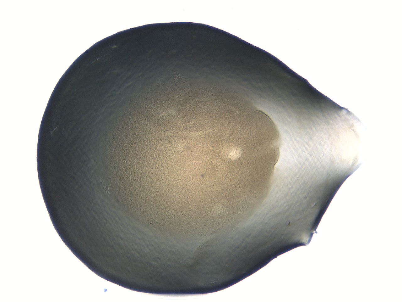 04i5_F4_ImagerDefaults_3.jpg