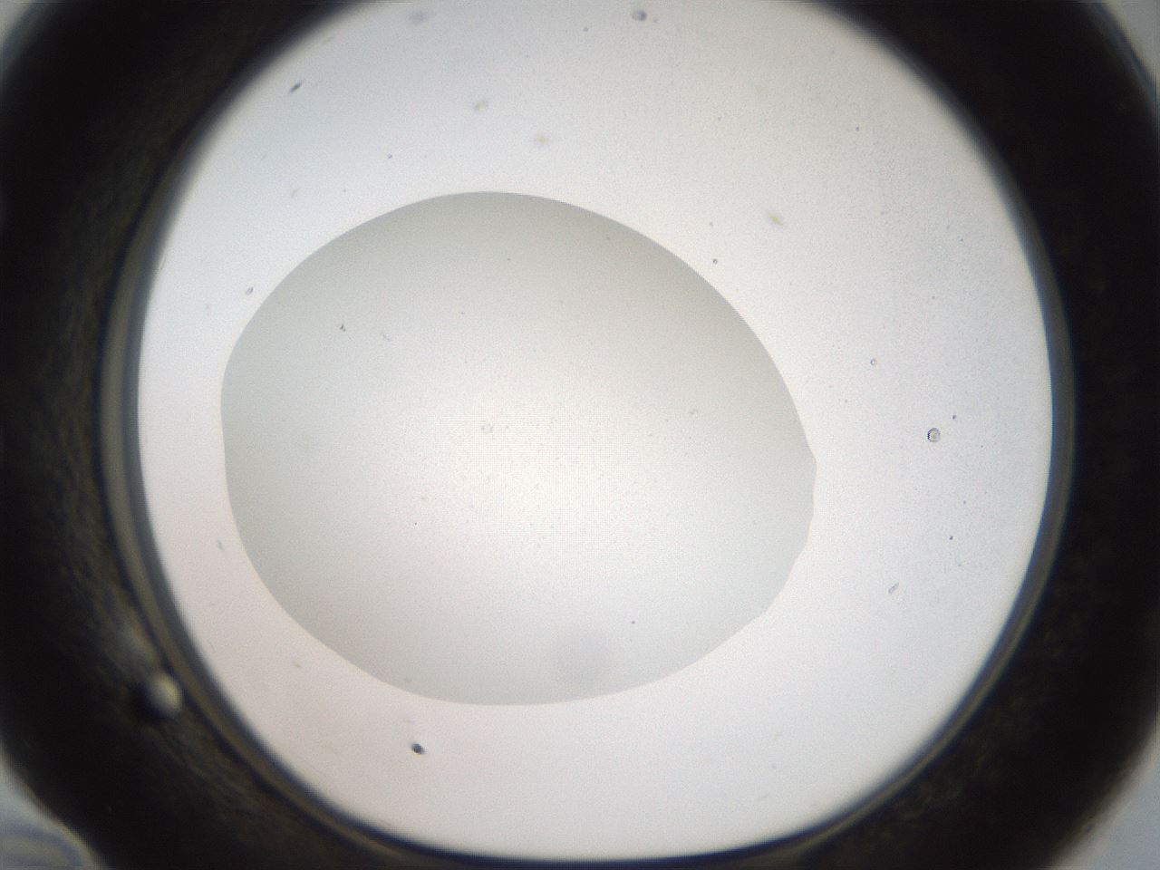 folderID41_plateID2041_batchID8958_wellNum58_profileID1_d1_r137385_ef.jpg