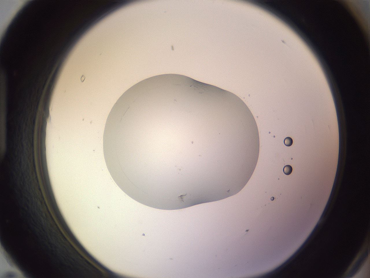folderID421_plateID1421_batchID5223_wellNum95_profileID1_d1_r87376_ef.jpg