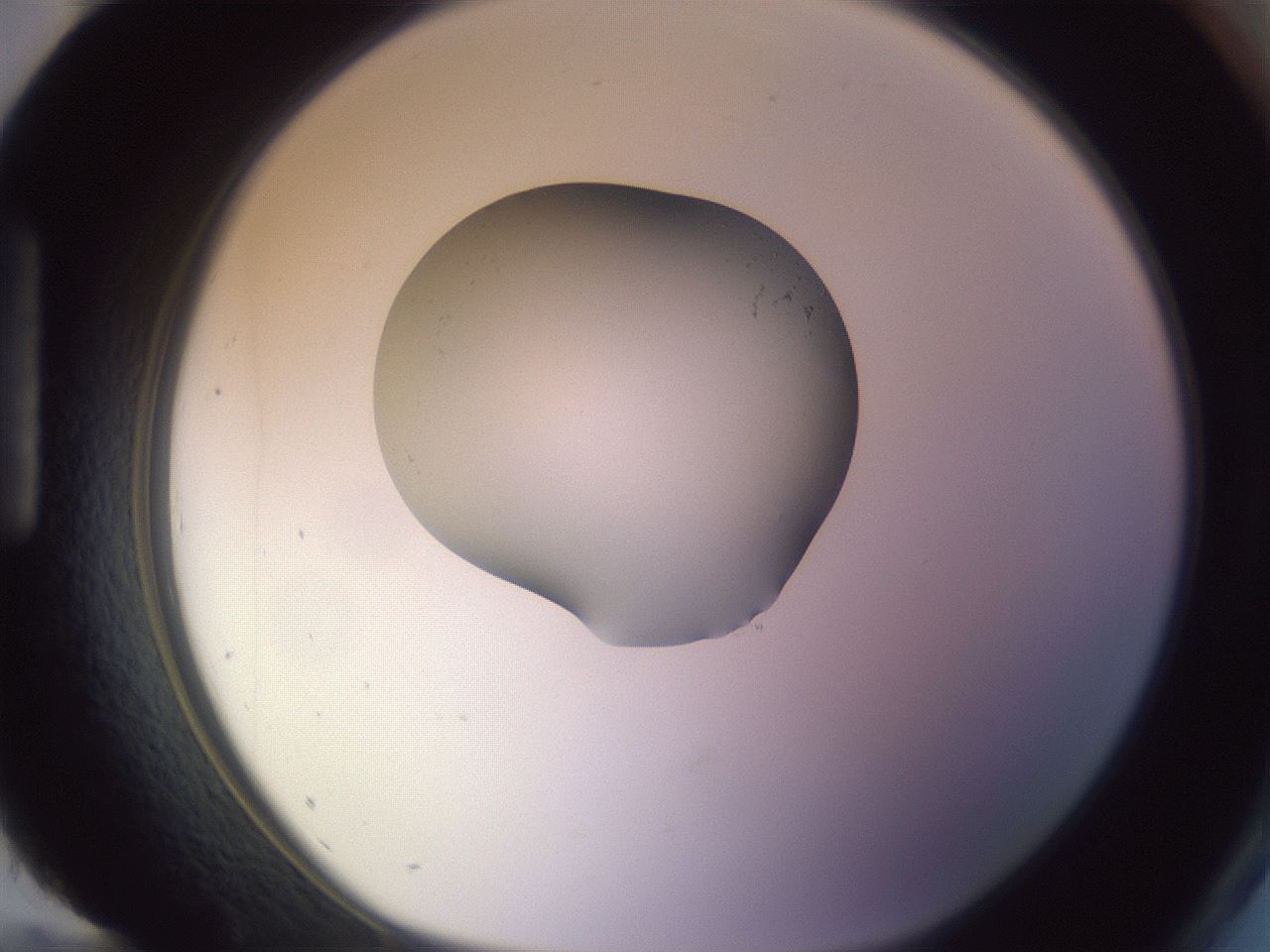 folderID423_plateID1423_batchID5177_wellNum96_profileID1_d1_r87569_ef.jpg