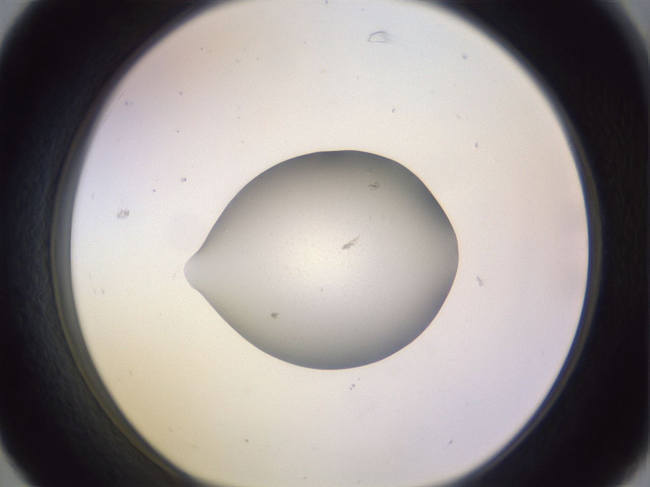 folderID425_plateID1425_batchID5180_wellNum31_profileID1_d1_r87696_ef.jpg