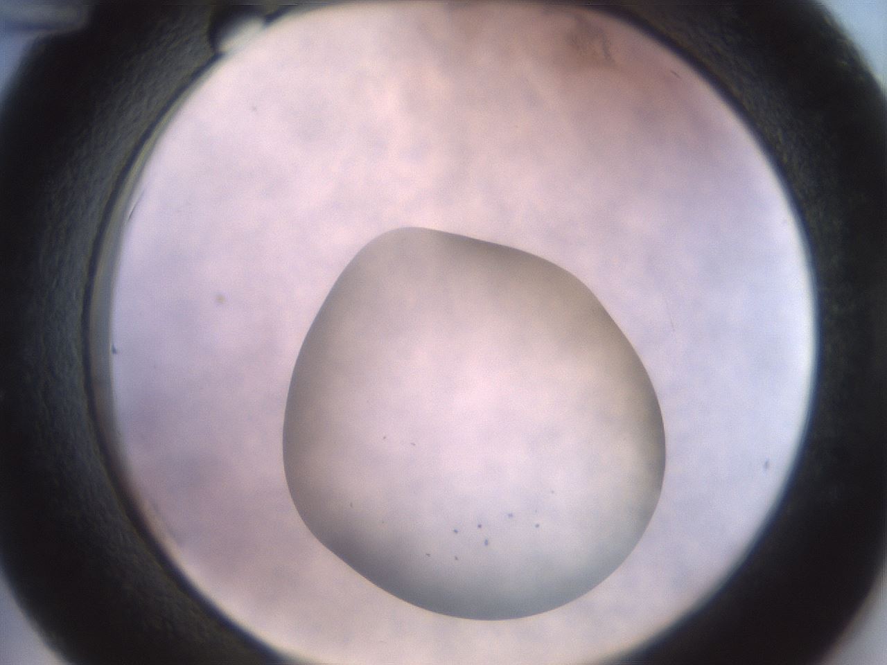 folderID432_plateID3432_batchID19970_wellNum36_profileID1_d2_r305135_ef.jpg