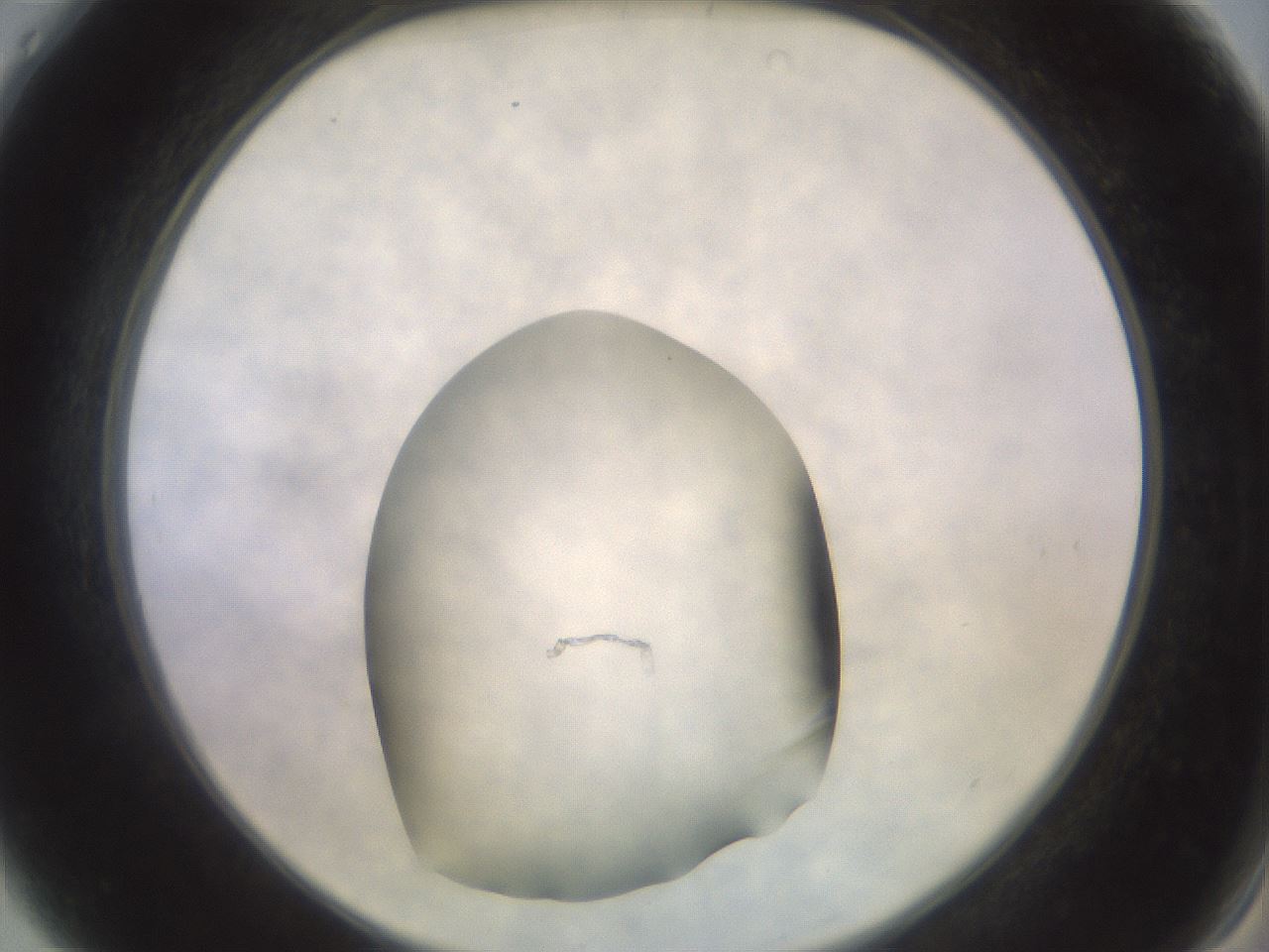 folderID432_plateID3432_batchID19970_wellNum4_profileID1_d2_r305071_ef.jpg