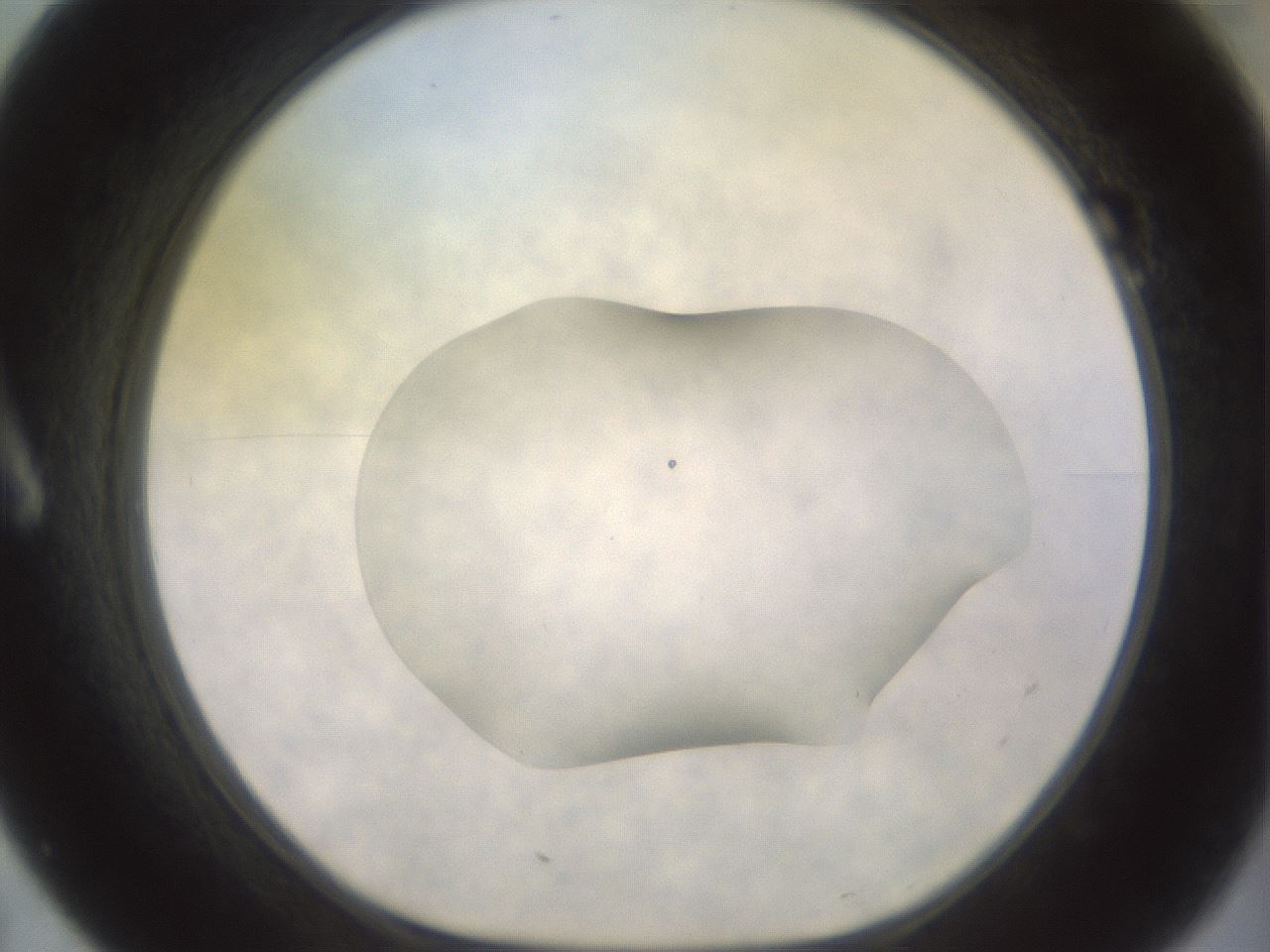 folderID432_plateID3432_batchID19970_wellNum7_profileID1_d1_r305076_ef.jpg