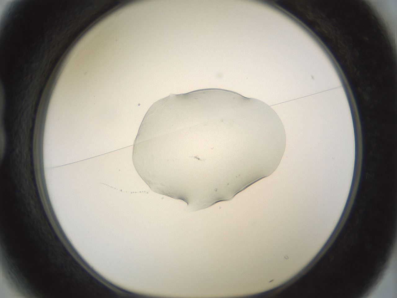 folderID441_plateID1441_batchID5336_wellNum13_profileID1_d1_r90580_ef.jpg