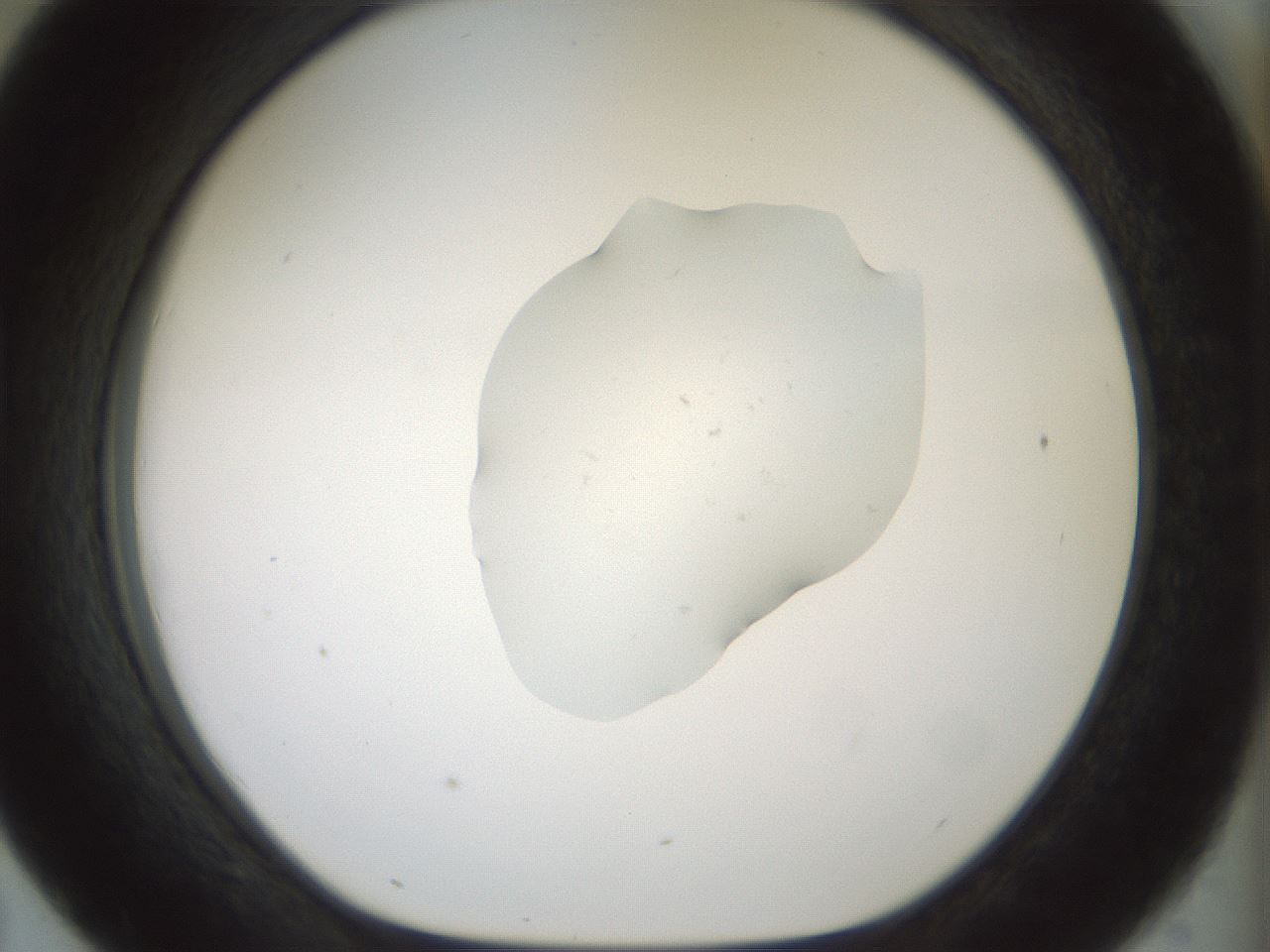 folderID445_plateID1445_batchID5374_wellNum43_profileID1_d1_r91600_ef.jpg