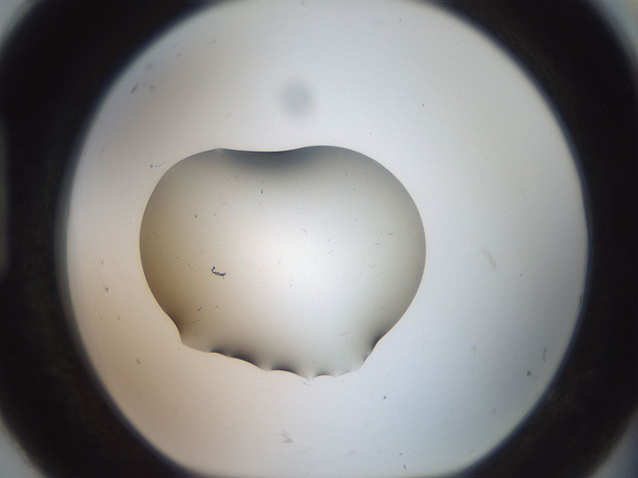 folderID451_plateID3451_batchID20196_wellNum92_profileID1_d1_r309787_ef.jpg