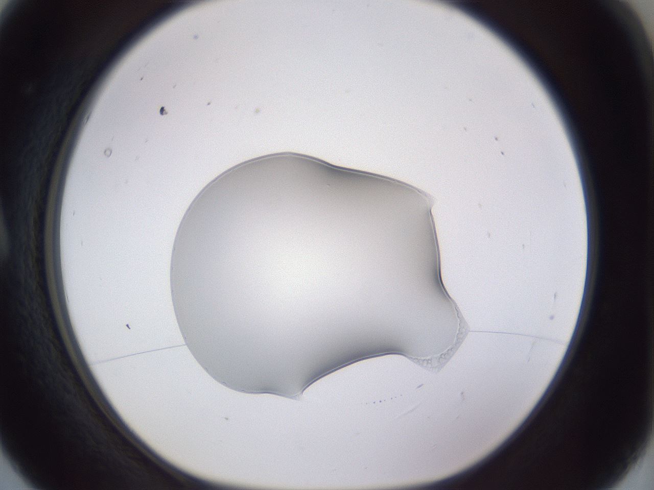 folderID452_plateID3452_batchID21858_wellNum5_profileID1_d1_r309412_ef.jpg