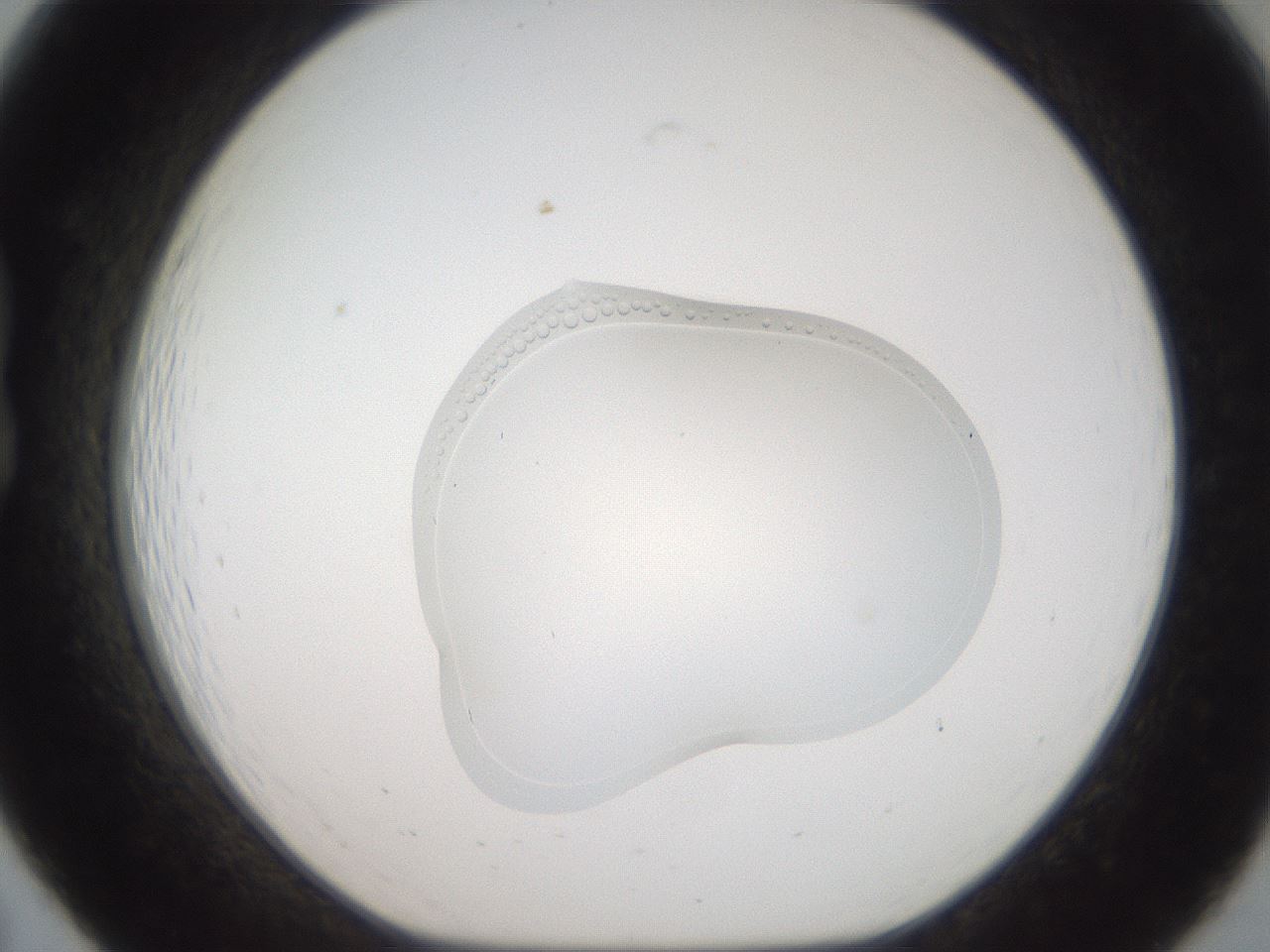 folderID454_plateID3454_batchID20369_wellNum19_profileID1_d1_r310386_ef.jpg