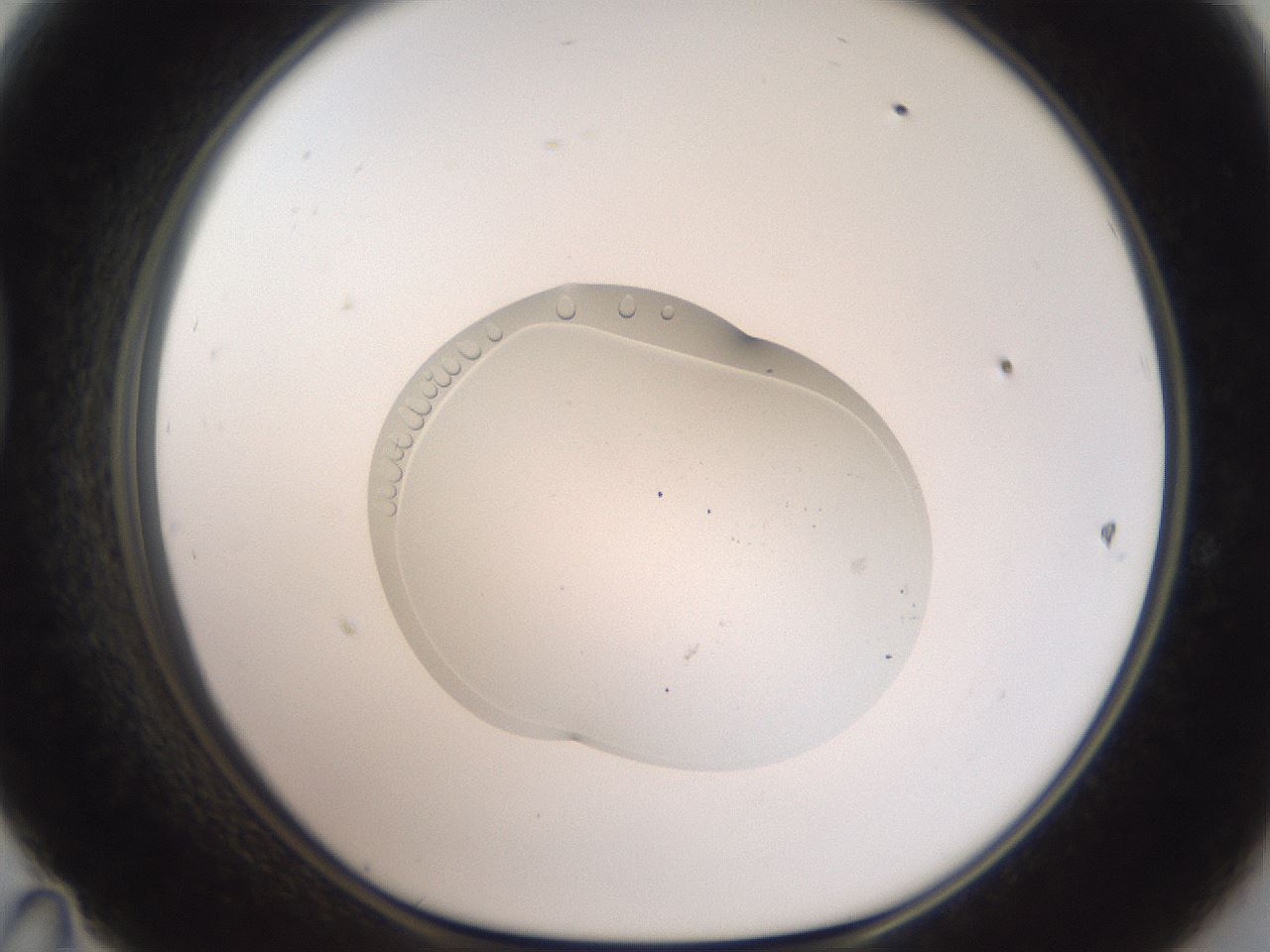 folderID454_plateID3454_batchID20906_wellNum47_profileID1_d1_r310414_ef.jpg