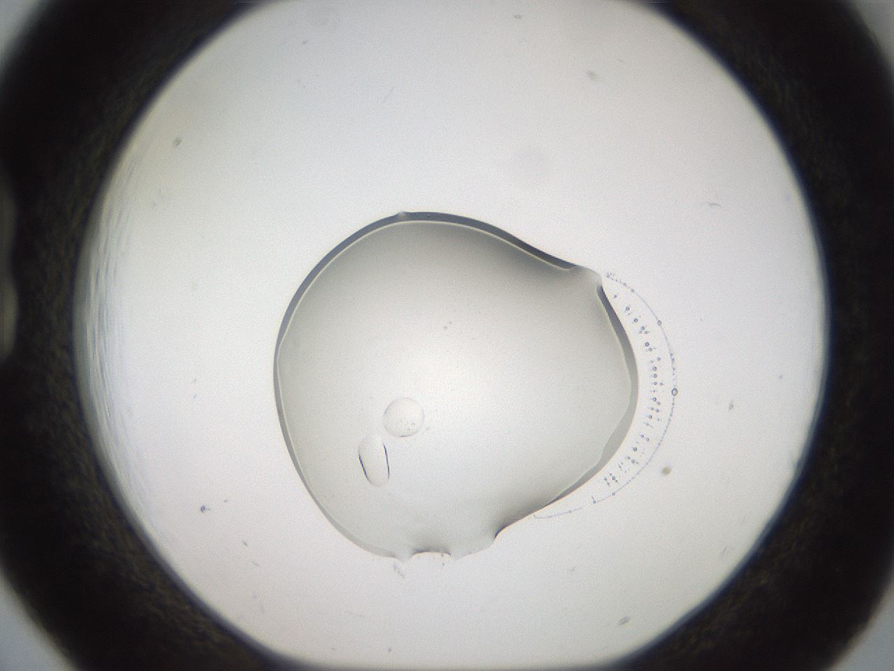 folderID454_plateID3454_batchID21590_wellNum18_profileID1_d1_r310385_ef.jpg