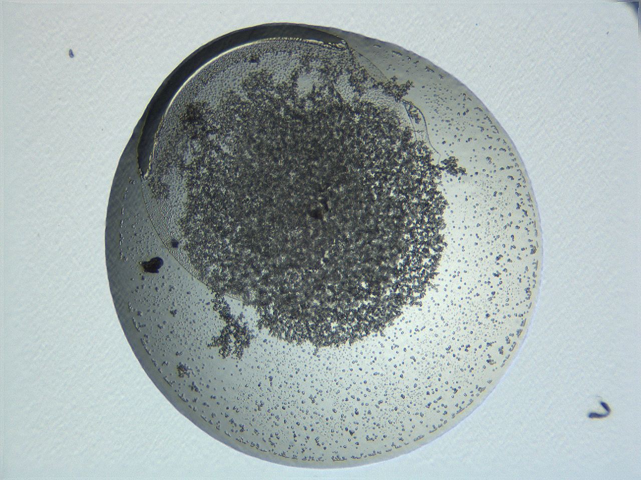 04i6_F10_ImagerDefaults_3.jpg