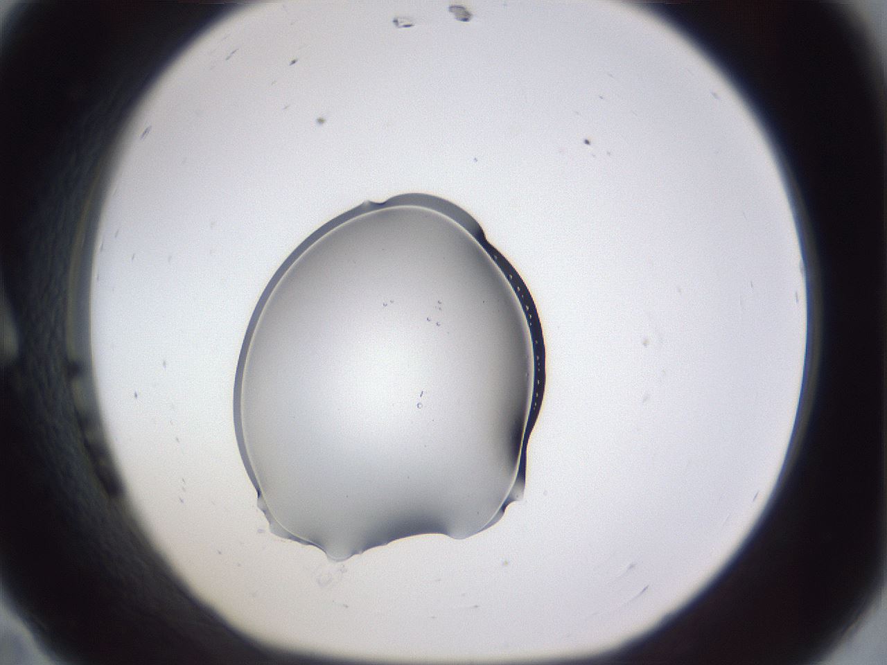 folderID455_plateID3455_batchID20888_wellNum11_profileID1_d1_r310090_ef.jpg