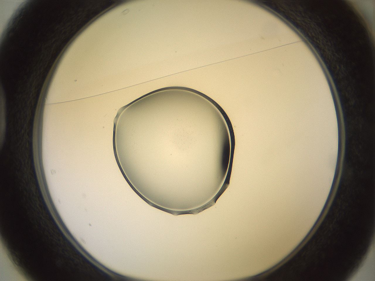 folderID456_plateID3456_batchID20324_wellNum37_profileID1_d1_r310788_ef.jpg