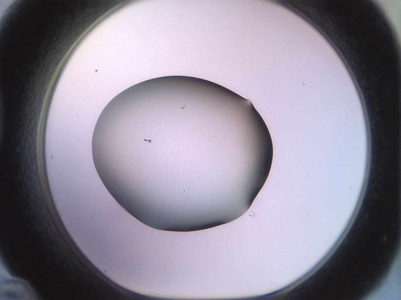 folderID456_plateID3456_batchID20427_wellNum48_profileID1_d1_r310799_ef.jpg