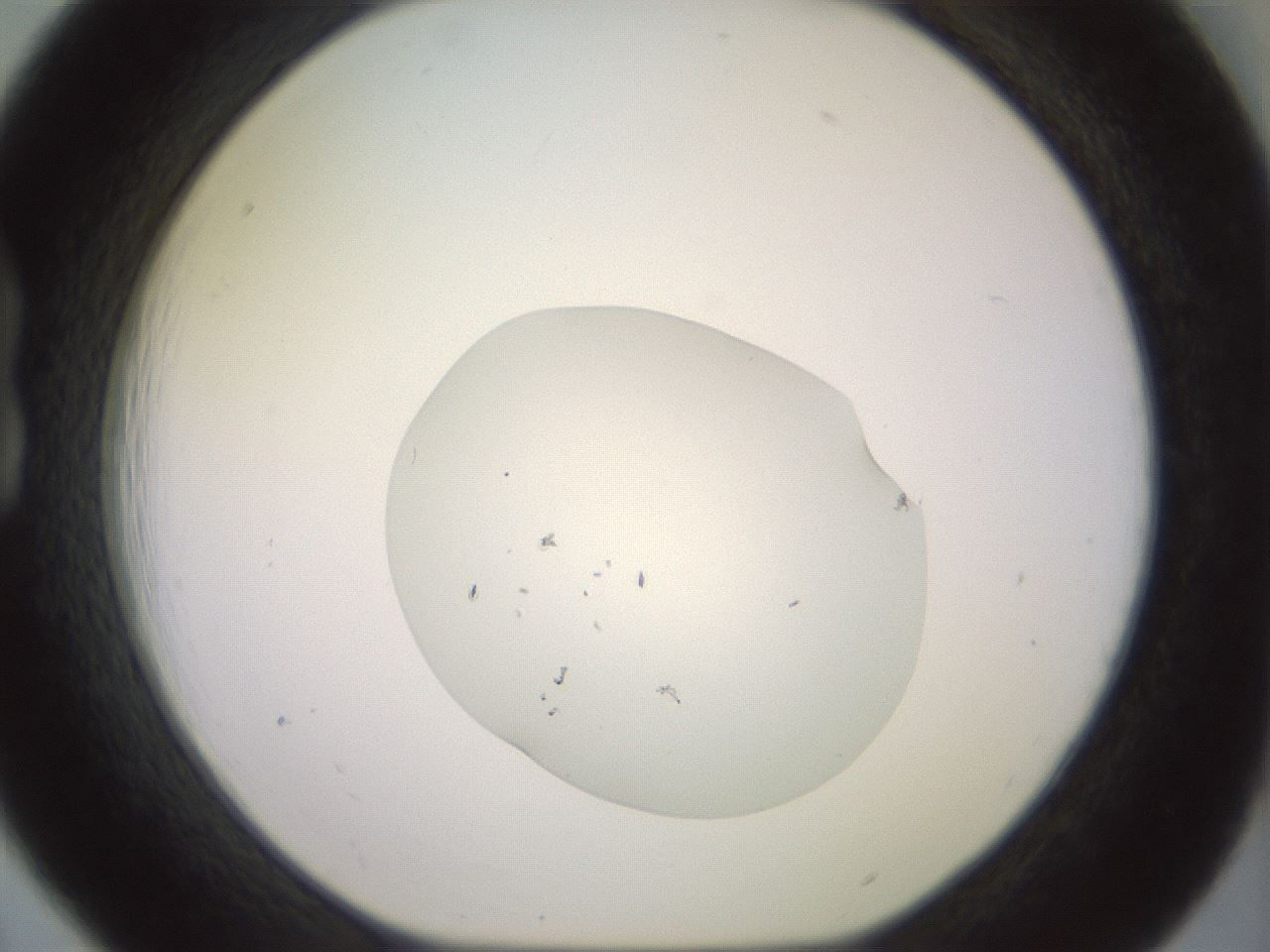 folderID459_plateID3459_batchID20430_wellNum18_profileID1_d1_r311057_ef.jpg