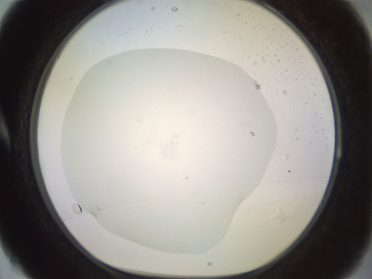 folderID459_plateID3459_batchID21876_wellNum4_profileID1_d1_r311043_ef.jpg