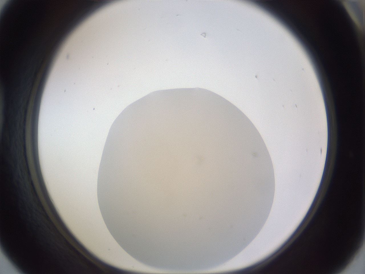 folderID461_plateID3461_batchID20262_wellNum42_profileID1_d1_r310889_ef.jpg