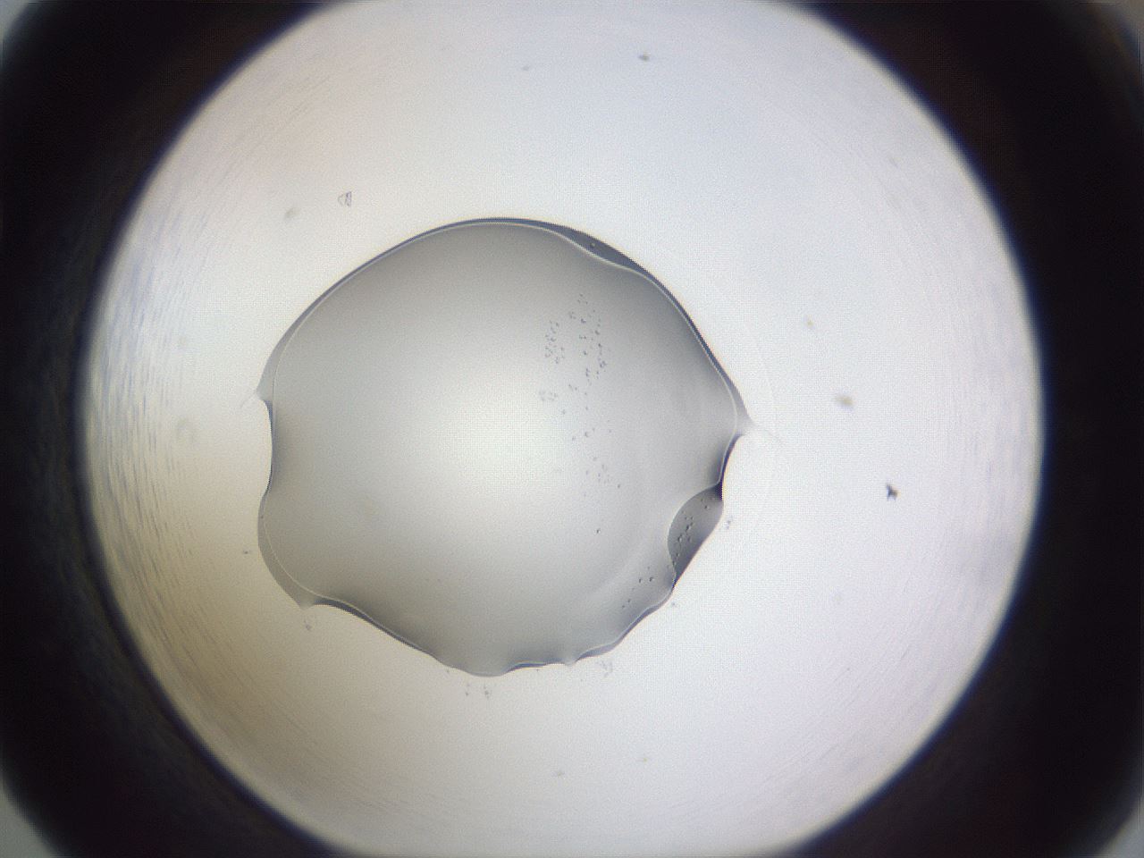 folderID461_plateID3461_batchID20326_wellNum65_profileID1_d1_r310912_ef.jpg