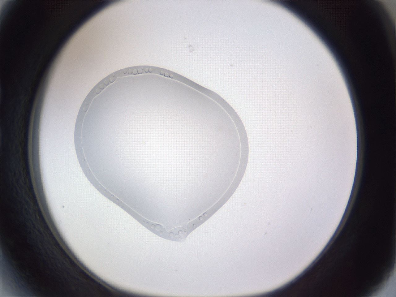 folderID461_plateID3461_batchID20900_wellNum27_profileID1_d1_r310874_ef.jpg