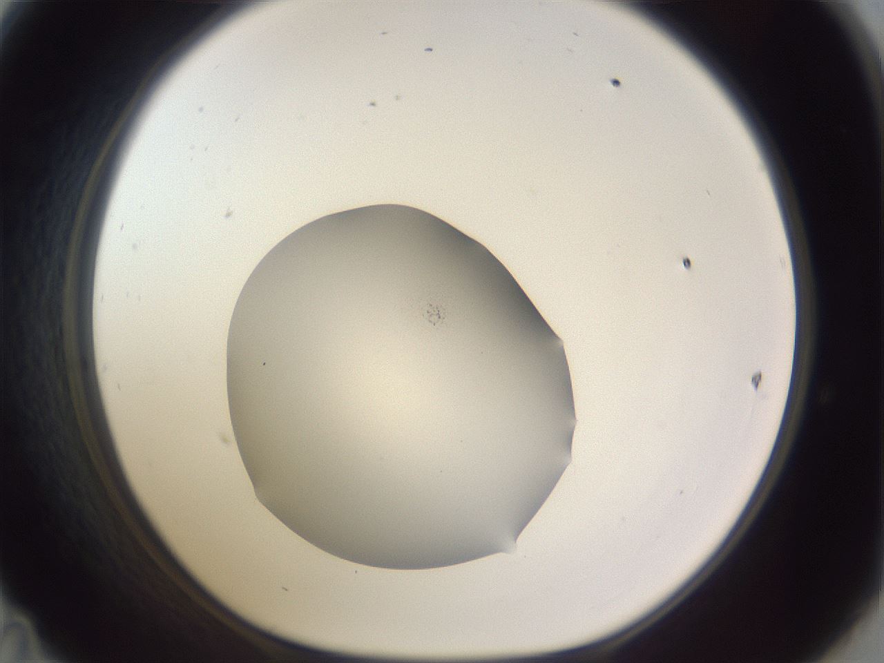 folderID461_plateID3461_batchID20900_wellNum47_profileID1_d1_r310894_ef.jpg