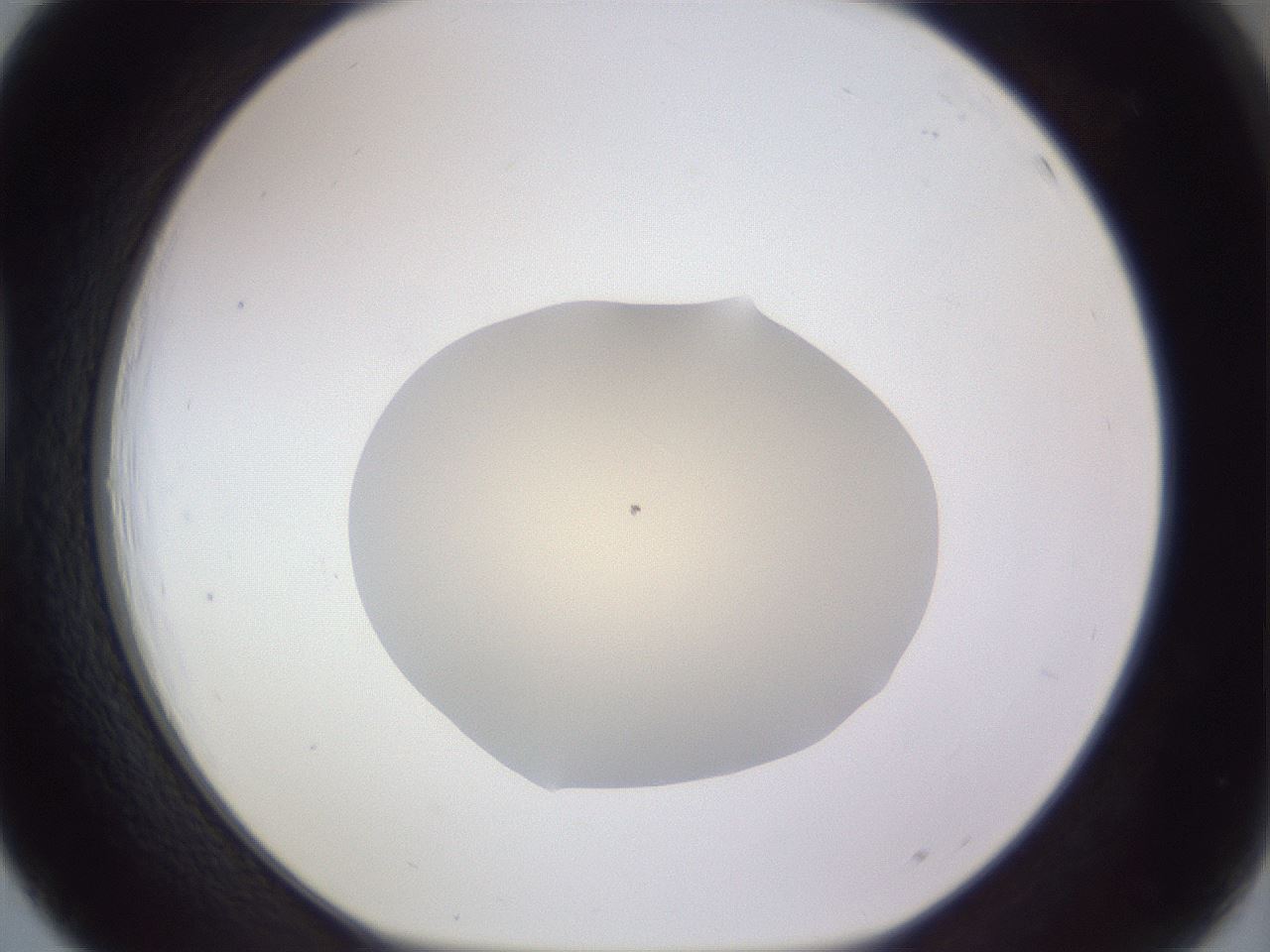 folderID461_plateID3461_batchID22416_wellNum39_profileID1_d1_r310886_ef.jpg