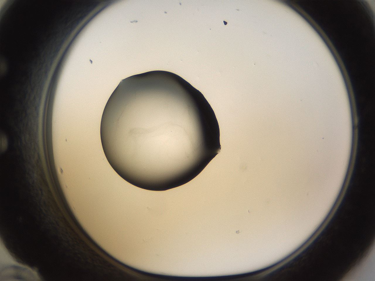 folderID462_plateID1462_batchID5426_wellNum60_profileID1_d1_r92696_ef.jpg