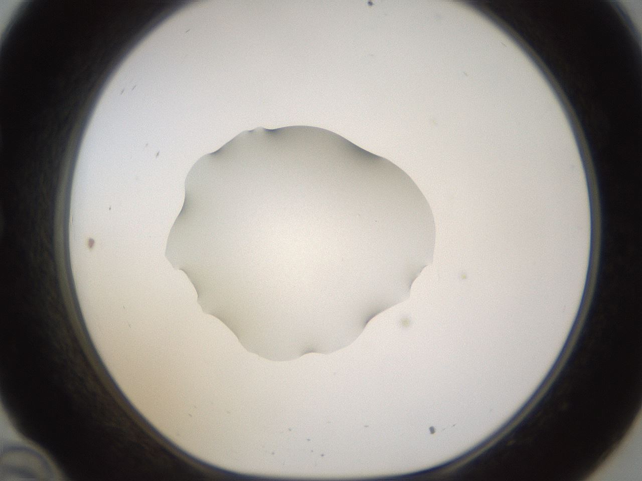 folderID462_plateID1462_batchID5515_wellNum34_profileID1_d1_r92670_ef.jpg