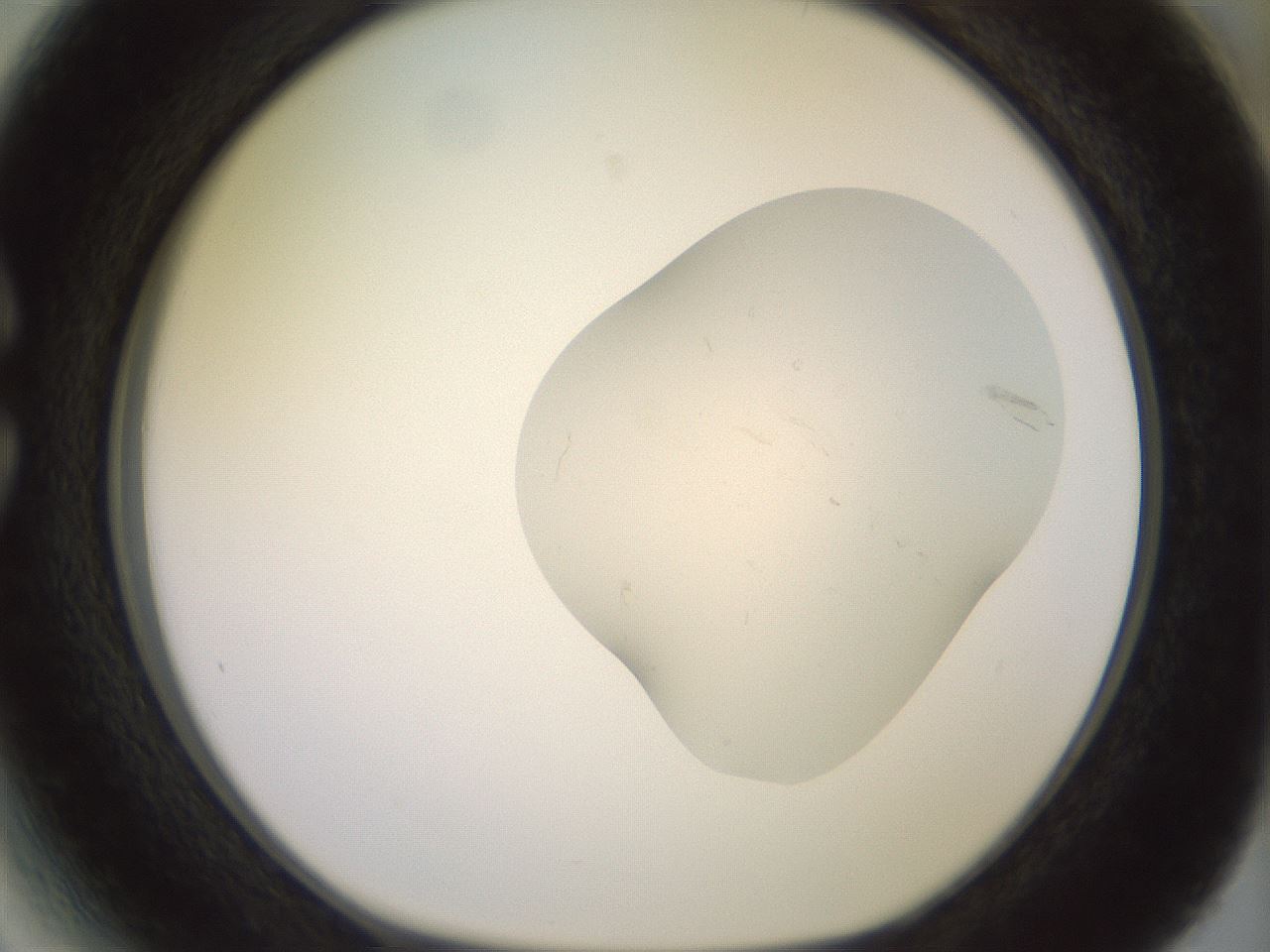 folderID463_plateID3463_batchID20548_wellNum27_profileID1_d1_r307322_ef.jpg