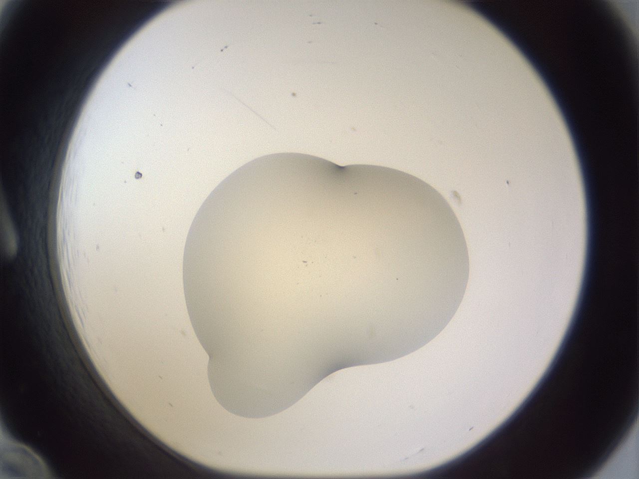 folderID461_plateID3461_batchID22416_wellNum12_profileID1_d1_r310859_ef.jpg