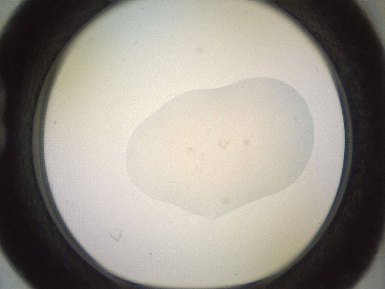 folderID465_plateID3465_batchID21561_wellNum16_profileID1_d1_r307503_ef.jpg