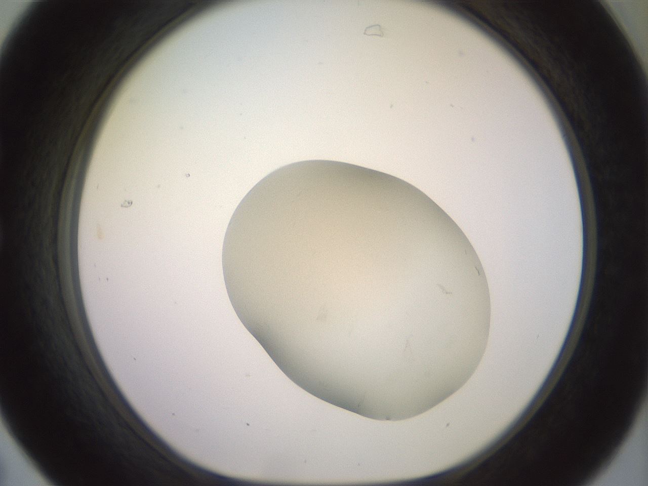 folderID471_plateID3471_batchID21839_wellNum31_profileID1_d1_r308094_ef.jpg