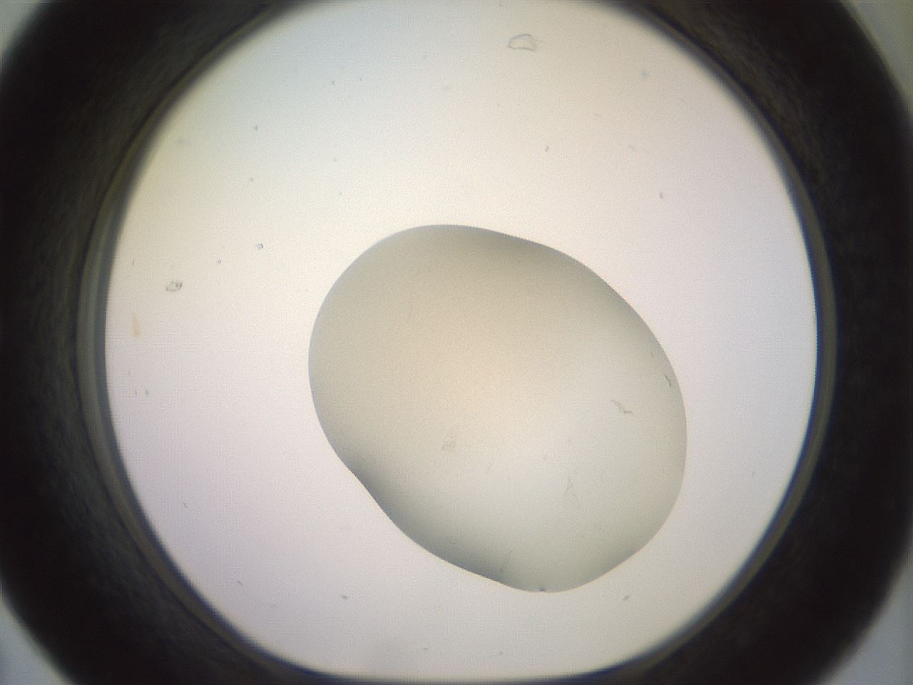 folderID471_plateID3471_batchID22381_wellNum31_profileID1_d1_r308094_ef.jpg