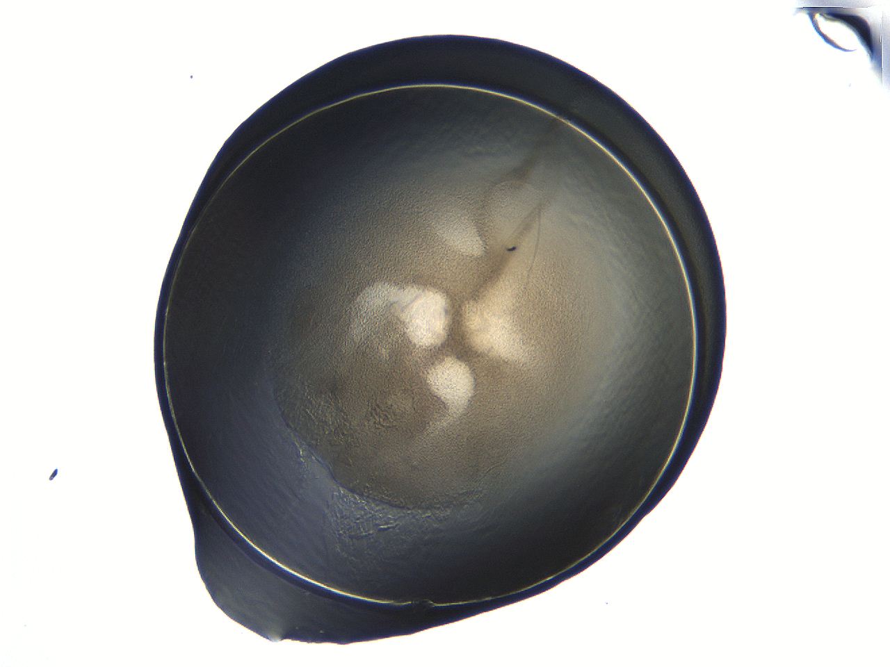 04i7_D8_ImagerDefaults_3.jpg