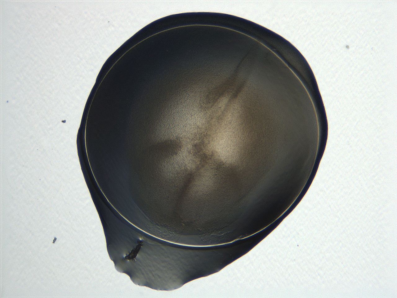04i7_E8_ImagerDefaults_3.jpg