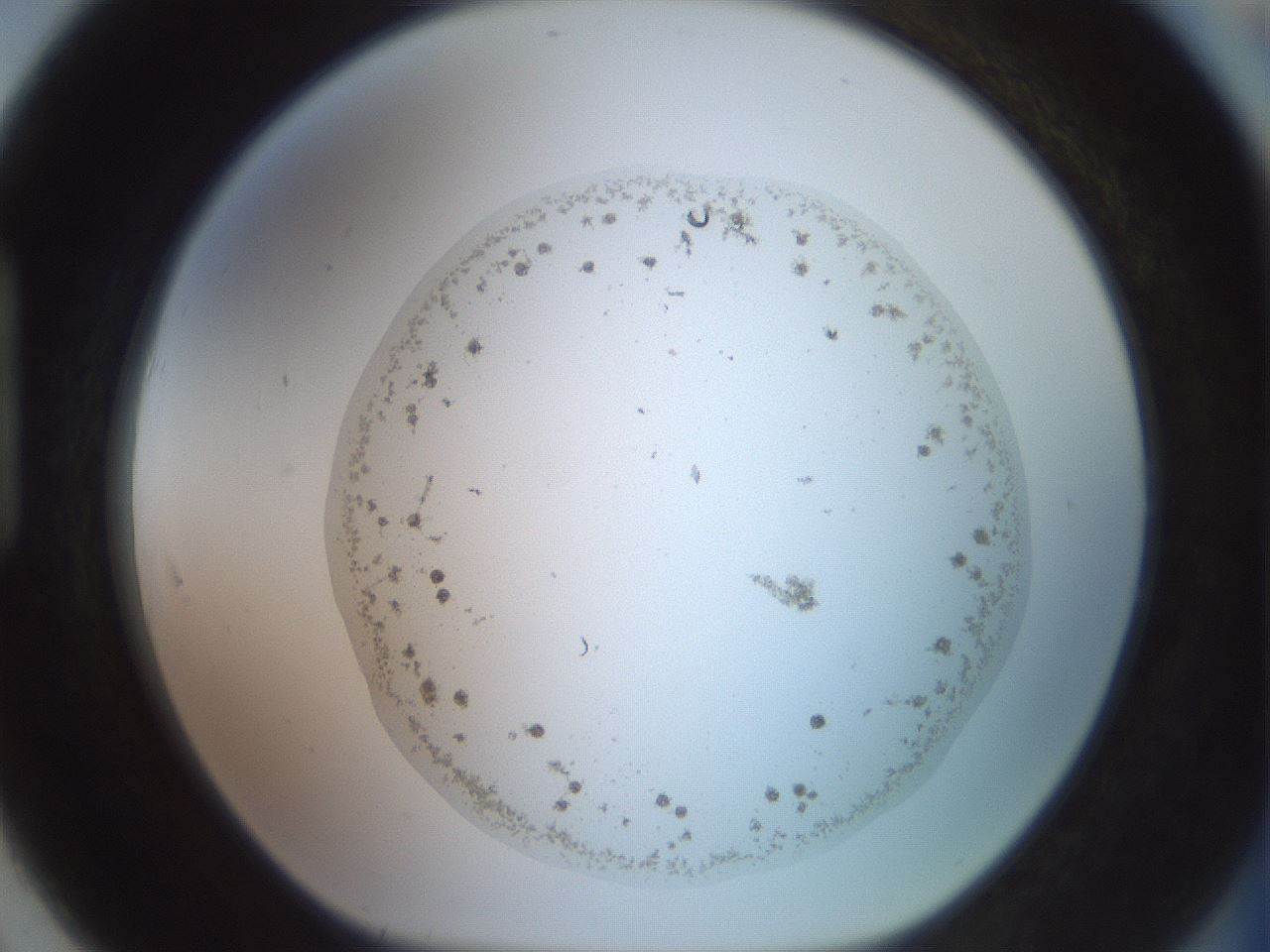 folderID477_plateID3477_batchID20293_wellNum91_profileID1_d1_r307770_ef.jpg