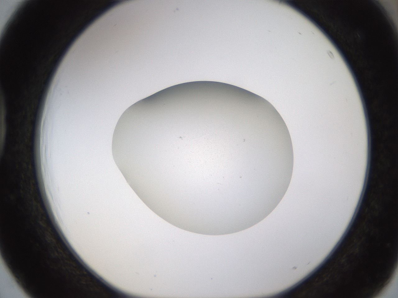 folderID478_plateID1478_batchID5635_wellNum39_profileID1_d1_r93498_ef.jpg